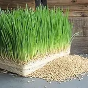 Wheatgrass 250 Seeds