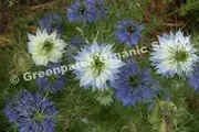 Love in a Mist - Organic Seeds - Spring - Summer