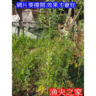 [漁夫之家] 特殊訂製 防蛇網 /捕蛇網/防鳥網/ 球類防護網/樓梯防護網/網目~5.5分