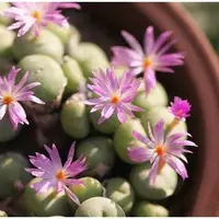 在飛比找PChome商店街優惠-ⓒConophytum minutum肉錐種子 (10顆裝)