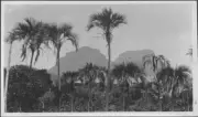 Lord Howe Island Palms, Lord Howe Island - Old Photo 6
