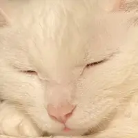 在飛比找蝦皮購物優惠-19歲老貓 米克斯 全白貓 生活照 明信片 書籤 貓咪照片 