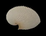 Sea shells Argonauta argo 158.6mm Aquarium Decoration Products