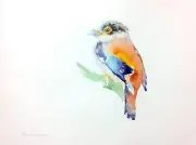Broadbill, Birds, Watercolor artwork, Handmade, Original painting on paper