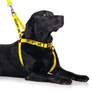 ADOPT ME - adjustable L/XL Strap Harness
