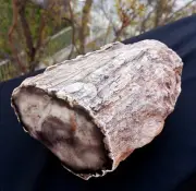3 Lb 10 Oz Natural Rare Opalized Mirror Polished Big Petrified Wood Uv Reactive