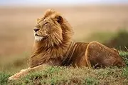 Adult Male Lion on Termite Mound Poster Print by Adam Jones (18 x 12)