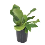 125mm Elkhorn Fern - Platycerium bifurcatum