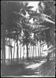 Lord Howe Island Palm trees, Lord Howe Island - Old Photo 5