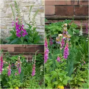 Foxglove - Dwarf Foxy Mix seeds