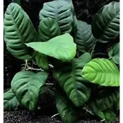 Anubias Coffeefolia For Fish Shrimp Snail Tank Aquarium