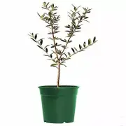 Live Arbequina Olive Tree Produces Delicious Edible Olives