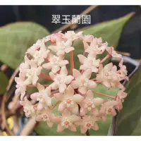 在飛比找蝦皮購物優惠-毬蘭苗 葉藝西瓜皮 Hoya macrophylla var