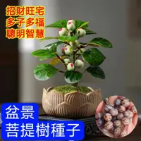 在飛比找蝦皮購物優惠-💥💥【菩提樹種子 樹苗】客廳鎮宅招財運植物 菩提種苗菩提子種