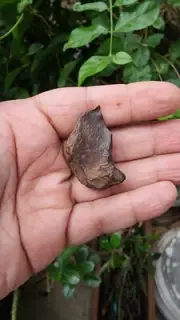 Gebel Kamil Meteorite . Iron Rock . Meteorite Rock . 225Carat