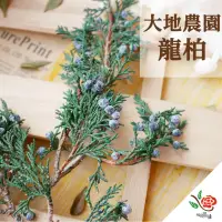 在飛比找momo購物網優惠-【極度花燥】大地農園 永生龍柏(葉材)