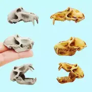 Baboon Skull Replica 1:6 scale dioramas terrariums dollhouse art (1 skull)