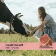 Himalayan Pink Rock Salt 18 lbs – Natural Mineral Salt for Cattle & Livestock