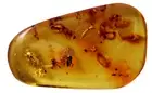 Amber with WHITE ANTS (ISOPTERA), larva, beetle, mosquito 5.8 grs