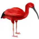 HANSA Scarlet Ibis 54 Animal Stuffed Toy BH8135