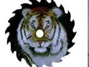 Bengal Tiger hand painted on 7 1/4 round saw blade wild animal wall art