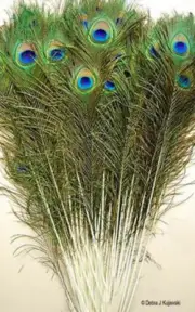 50 Natural Peacock feathers w Iridescent Blue Green Eyes 20-21" L Hand selected