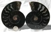 1109 RARE 1in100 BLACK Ammonite PAIR Deep Crystals 110myo FOSSIL LRG 102mm 4.0"