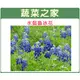 大包裝H05.魯冰花(水藍色)種子500顆 種子 園藝 園藝用品 園藝資材 園藝盆栽 園藝裝飾