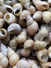 SEASHELLS 200g phasianella aethiopicus. Beach home coastal crafts shells