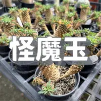 在飛比找蝦皮購物優惠-怪魔玉 3吋盆 大戟/塊根/塊莖/多肉植物/仙人掌/龍舌蘭/