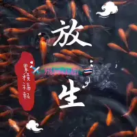 在飛比找蝦皮購物優惠-✈️【空姐飛常忙】-4/23🇹🇭放生魚/放生龜/放生泥鰍/放