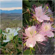Caper Bush seeds