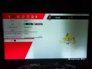 Event Nintendo HK Shiny Jirachi's for Pokemon Sword & Shield
