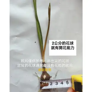 多個品種風雨蘭（2）鮭魚 拉瓦隆 圓潤  裸根球