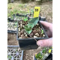 在飛比找蝦皮購物優惠-🌳山上有多肉🌳玫瑰武士 虎尾蘭 Sansevieria “S