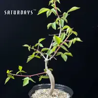 在飛比找蝦皮購物優惠-【星期六多肉】白皮沒藥｜Commiphora pseudop