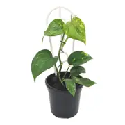 120mm Devils Ivy - Epipremnum aureum
