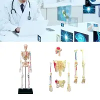 在飛比找蝦皮購物優惠-Chua 人骨模型迷你人體骨骼模型帶活動手臂和腿部解剖醫學教