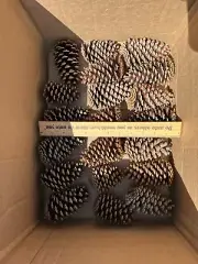 Pine Cones, 85 Cones Included