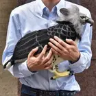 Hansa Harpy Eagle Plush Toy Doll Real Gray Black Animal Bird BH7710 Japan