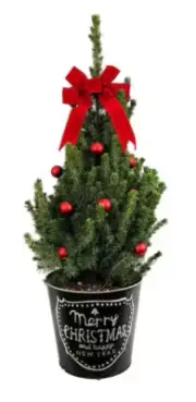 Live Holiday Spruce Tree with Red Bow & Decorative Merry Christmas Pot - 9 in.