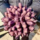 8.3LB Newly Discovered Purple Phantom Quartz Crystal Cluster Mineral