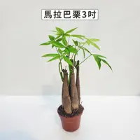 在飛比找momo購物網優惠-【Gardeners】馬拉巴栗 3吋盆-1入(室內植物/綠化