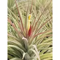 在飛比找蝦皮購物優惠-綠房子空氣鳳梨 小精靈x琥珀 ionantha x schi