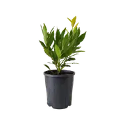 140mm Bay Tree Miles Choice - Laurus nobilis