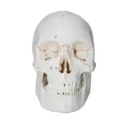 Human Head Bone Model Life Size Skull Model, Removable Head Skeleton Model