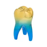 Dental Teeth Artware Crafts Clinic Decoration Furnishing Articles Dentist Gift
