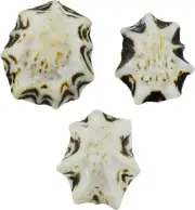 Star Limpet Craft Shells Bulk Seashells .75-1.25" (1 Gallon) (appx. 4000 pc)