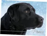 "Peaceful Lab" Black Lab - Boxed Christmas Cards - 5 5/8 x 7 3/8 Inches - 15