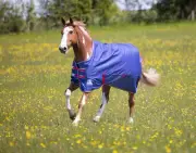 Shires Tempest Original Air Motion Turnout Sheet (0g Lite) Closeout